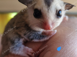2 beautiful mosaic sugar gliders