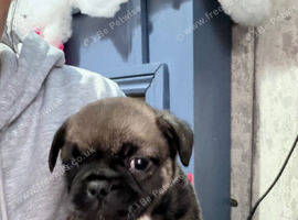 Pug cross
