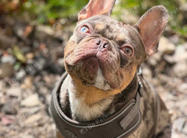 French bulldog