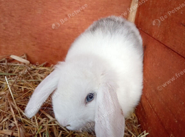 2 x baby rabbits