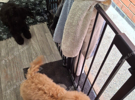 Unrelated boy and girl Cavapoo pups. Girl 5months, boy 4months