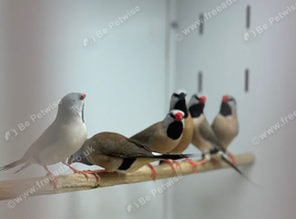 Hack finches