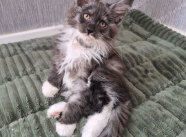 Beautiful Maine coon kitten girls