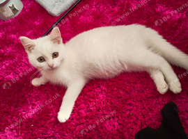 Gorgous 12 week old male white russian blue kitten