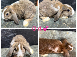 Gorgeous Purebred Mini Lops & Mini lop crosses