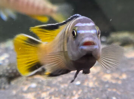 Various mbuna for sale