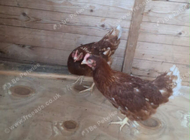 Hen for sale on Stoke on trent