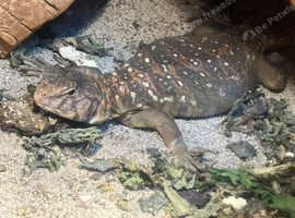 Ocellated Uromastyx at Birmingham Reptiles