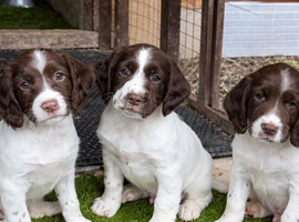 Gorgeous Cheeky Springer Spaniel Pups