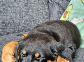 Beautiful Rottie girl