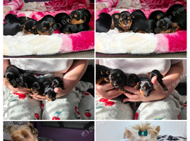 Adorable Yorkshire Terrier puppies.