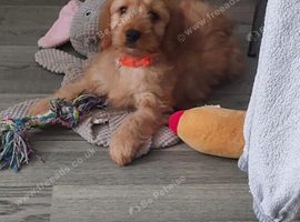 Cockapoos 1 beautiful boy  remaining ️️️️️️