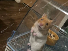 Syrain Hamster