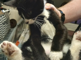 Kittens