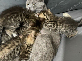 Two amazing litters
