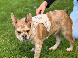 French bulldog girl