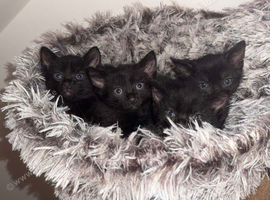 Black kittens