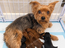 Yorkie Pom x chihuahua puppies