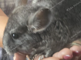 Male Chinchilla Kit looking for it's forever home
