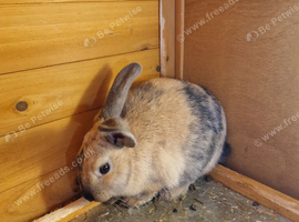 8 month old female rabbits (3 available)