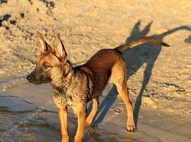 Beautiful Belgian Shepard puppy