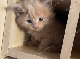 Male kittens for sale