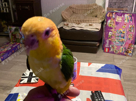 Baby handreared caique