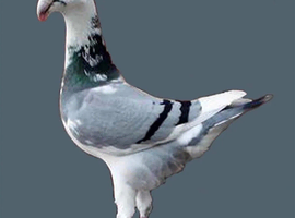 German beauty Homer Pigeons wanted
