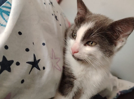 Kitten for sale Antrim