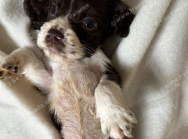 Beautiful Cocker spaniel Puppies