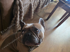 3yr old French bulldog