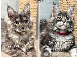 TICA registration Maine coon kittens Ready Now