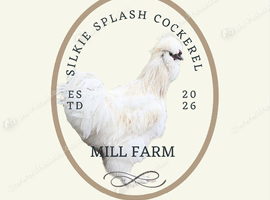 Pure Bred Silkie Splash Cockerel