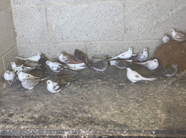 Young pied diamond doves