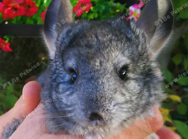 Could this sweet girl chinchilla be your next family member?