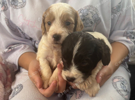 F1 Parti cockapoo