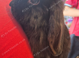Baby rabbits
