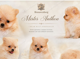 KC DNA SHORT MUZZLE MINIATURE POMERANIAN PUPPIES