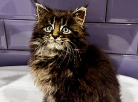 Pedigree Maine Coon Male kitten