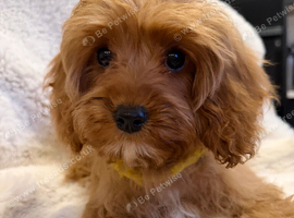 Cavapoo Puppies