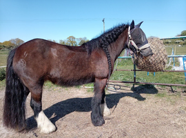 Beautiful ex riding school mare and confidence giver available to share 2-3 days a week