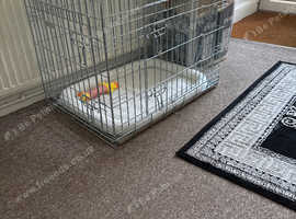 Metal dog cage