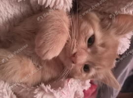 ginger female