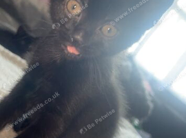 Little boy ready for his forever home