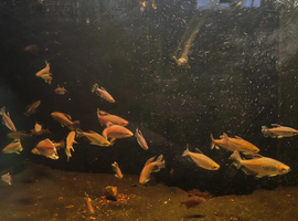 Congo tetra large group