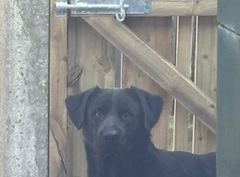 Lab cross