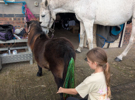 A real life unicorn
