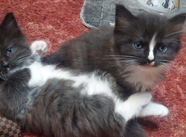 Long‑Haired Ragdoll Cross Tortoiseshell Kittens