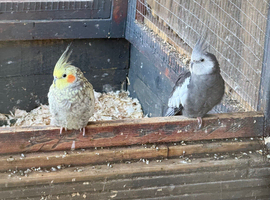 Rehome any birds