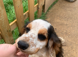 King Charles spaniel